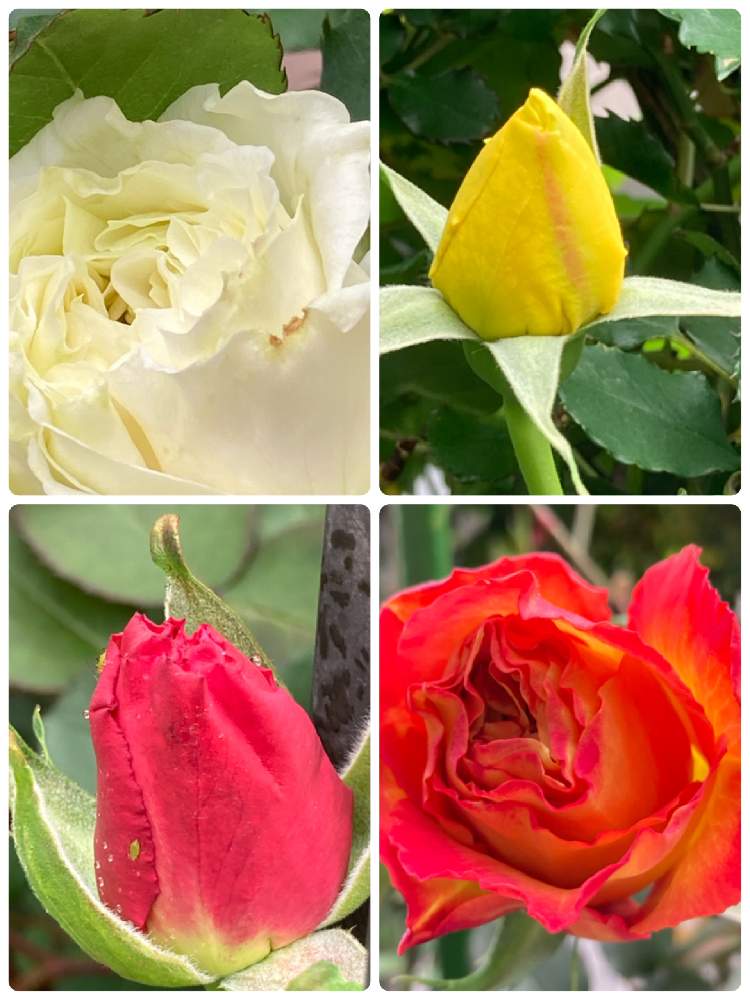 の画像 by ぷぷママさん | バラとお花を楽しむとばら バラ 薔薇と咲くのが楽しみと私の趣味と花は癒し(๑˃̵ᴗ˂̵)♡とバラ大好きと今日も笑顔の1日を〜♡とお花に癒されてと花のある暮らしと咲いて欲しいと願う♡