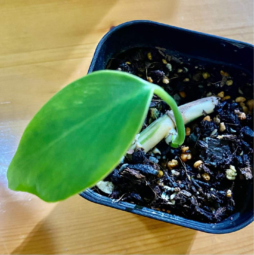 部屋の画像 by YOKOさん | 部屋とMonstera Borsigiana variegataと斑入りモンステラになる予定とモンステラ・ボルシギアナ・バリエガータとモンステラ属と新葉と観葉植物初心者と斑入り好き♡とcute♡とアロイドと成長が楽しみ♡とサトイモ 科と植物の気持ちとモンステラ好きっ♡と葉っぱlove♥とLED栽培と可愛い♡と 斑入りモンステラとモンステラ ボルシギアナ ヴァリエガータとモンステラらぶ♡