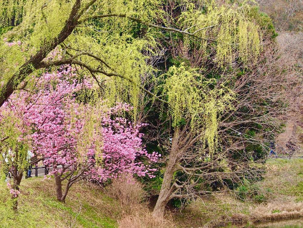 の画像 by sakiさん | 桜の花と『2021桜』フォトコンテスト