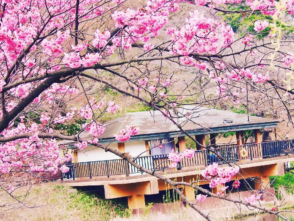 の画像 by sakiさん | 桜の花と『2021桜』フォトコンテスト