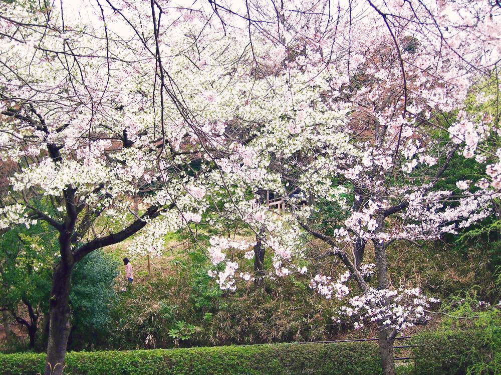 の画像 by sakiさん | 桜の花と『2021桜』フォトコンテスト