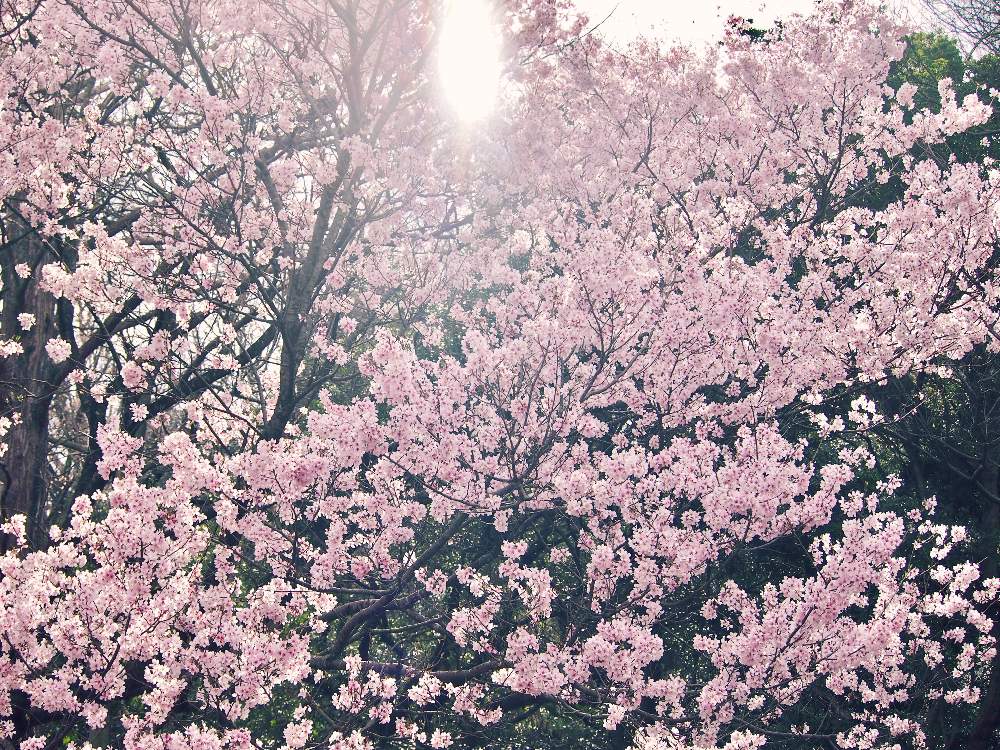 の画像 by sakiさん | 桜の花と『2021桜』フォトコンテスト