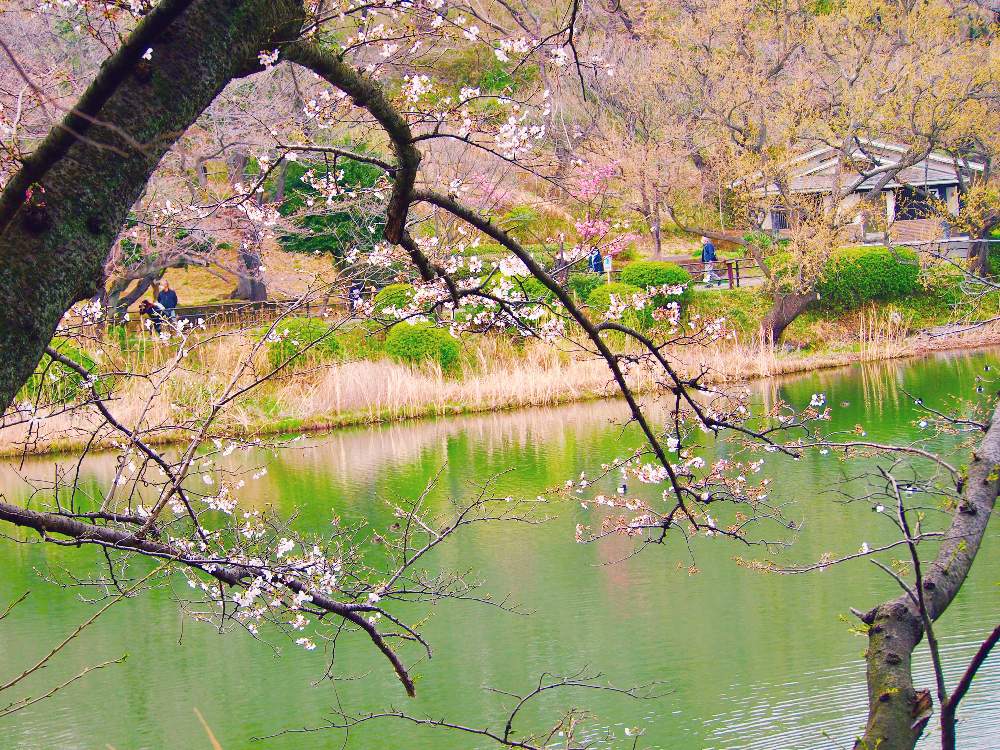 の画像 by sakiさん | 桜の花と『2021桜』フォトコンテスト