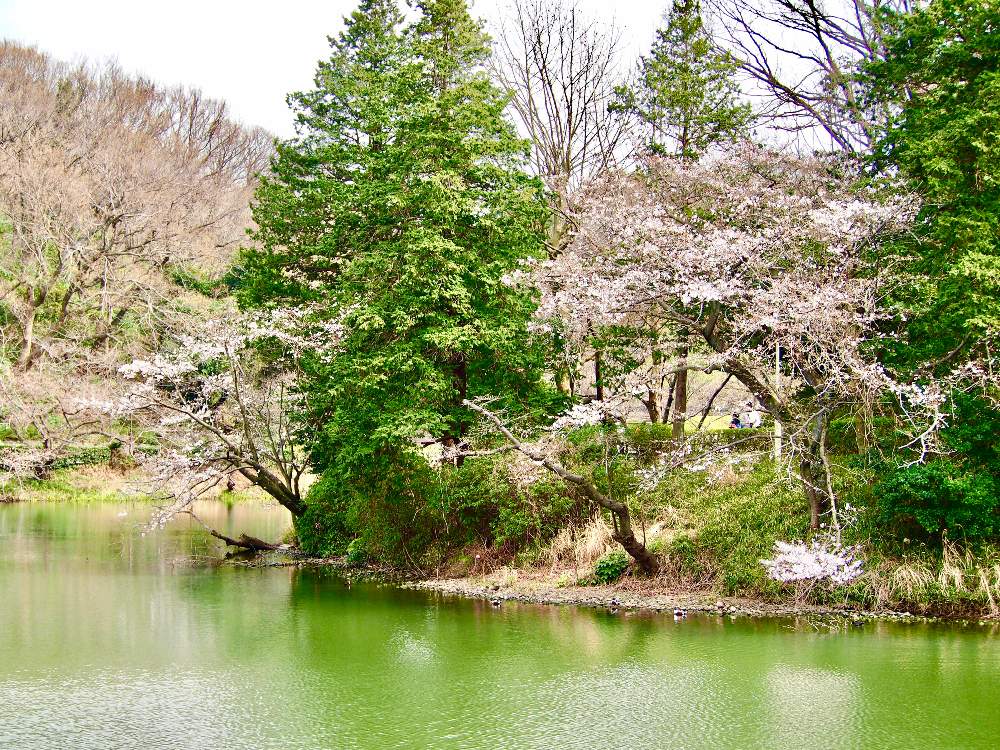 の画像 by sakiさん | 桜の花と『2021桜』フォトコンテスト