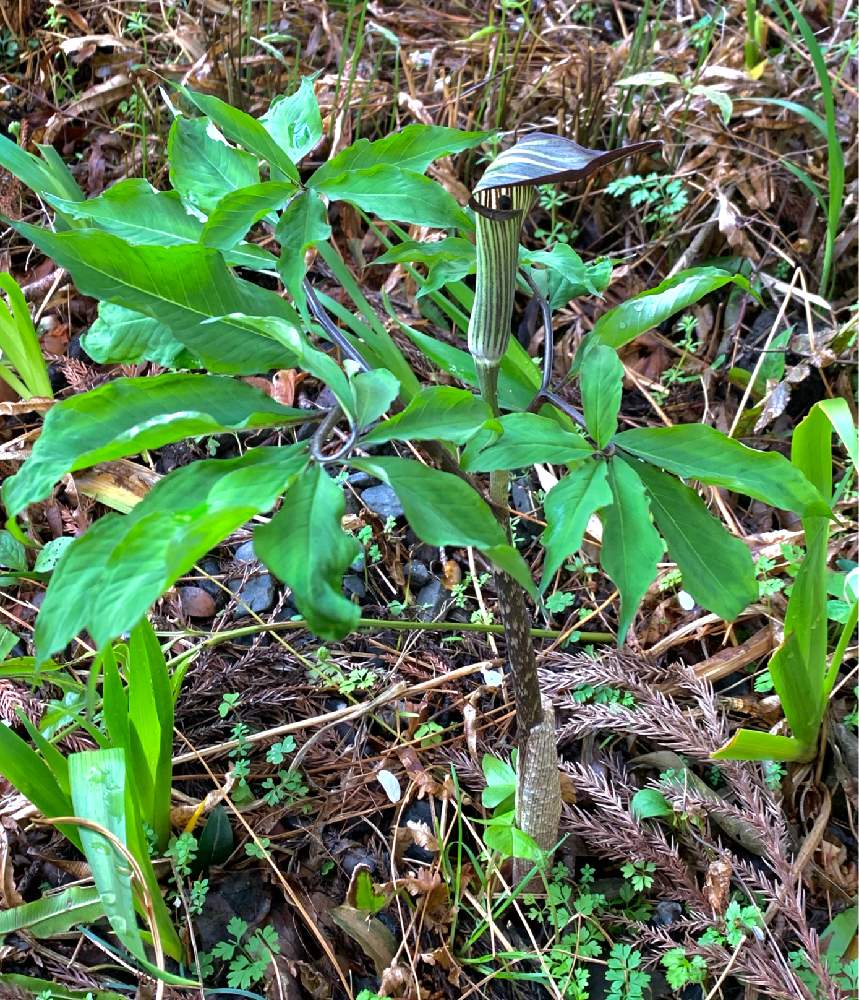 お出かけ先の画像 by ざっき~さん | お出かけ先とカントウマムシグサと春のお花と野草と山道と山野草と春の訪れと初春と登山道と花のある暮らしと山肌とテンナンショウ属