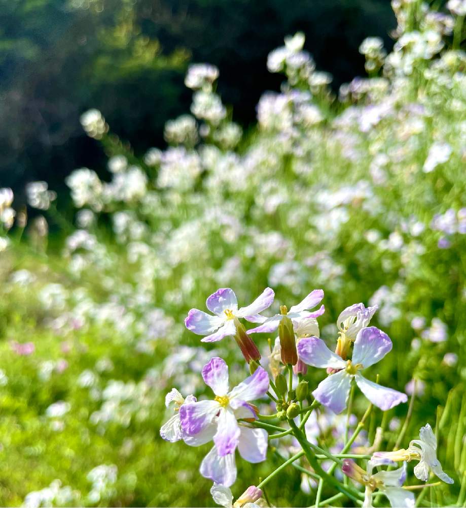 お出かけ先の画像 by ちょこ♫さん | お出かけ先とダイコンと山野草と野草と野菜の花