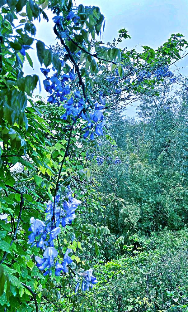 お出かけ先の画像 by Kazyanさん | お出かけ先とフジの花と藤の花 和堂と藤の花シリーズ 和堂と宮崎市清武町と近所の花華たちと花言葉シリーズ 和堂と珍らしいデス