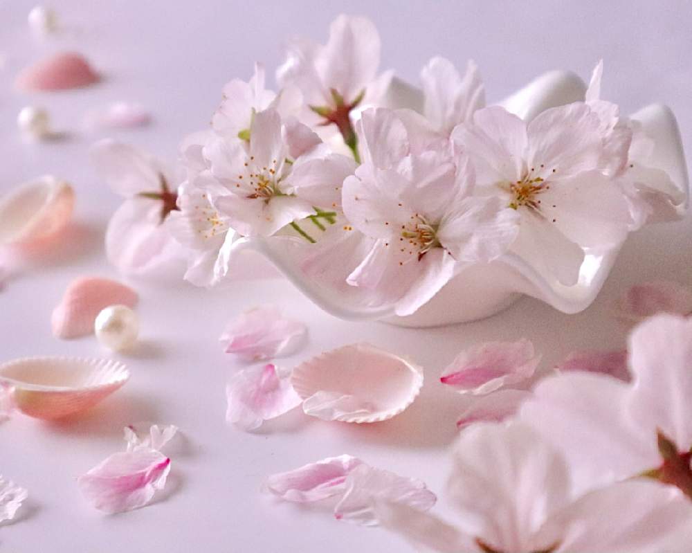 部屋の画像 by こもひささん | 部屋と桜アレンジと 桜の花とボーンチャイナと花を飾るとさくら 桜 サクラと桜の花♡とさくらと『2021桜』フォトコンテスト