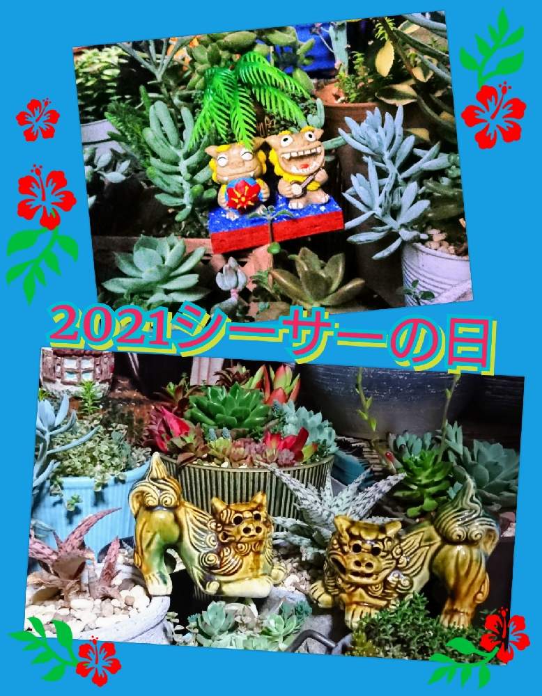 バルコニー/ベランダの画像 by のりっぺさん | バルコニー/ベランダとセネシオ 万宝とセダム アラントイデスとアロエ ブリザードとエケベリア チュブスとアロエ ピンクブラッシュと今を乗切るぞ!と2021シーサーの日と多肉ちゃん初心者と楽しい園芸o(^o^)oとバルコニストと春よ~来い♥️