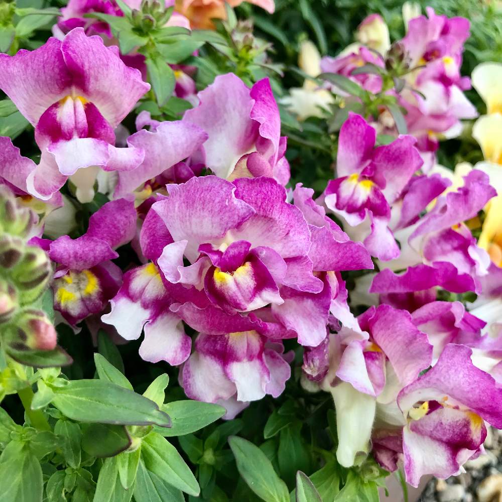 小さな庭の画像 by さきざるさん | 小さな庭と金魚草と小庭のお花♬とお花*2年生♬と花壇と小さな花壇とおうち園芸と金魚草*♬と小さな小さな庭と花のある暮らしとさきざる花壇♬