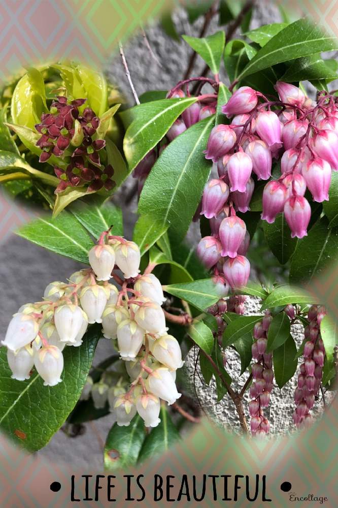 お出かけ先の画像 by 4匹の猫ママさん | お出かけ先と馬酔木とアオキの花と色合いが可愛いと仙台市青葉区界隈と皆様いつも有り難う^_^と帰宅途中の出会い^_^
