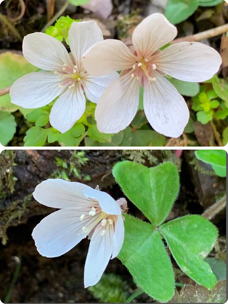 お出かけ先の画像 by ざっき~さん | お出かけ先とミヤマカタバミと春のお花と渓流と野草と山道と山野草と春の訪れと白くてカワイイ花と清流沿いと初春と登山道と花のある暮らしと白い花と山肌とかわいい花