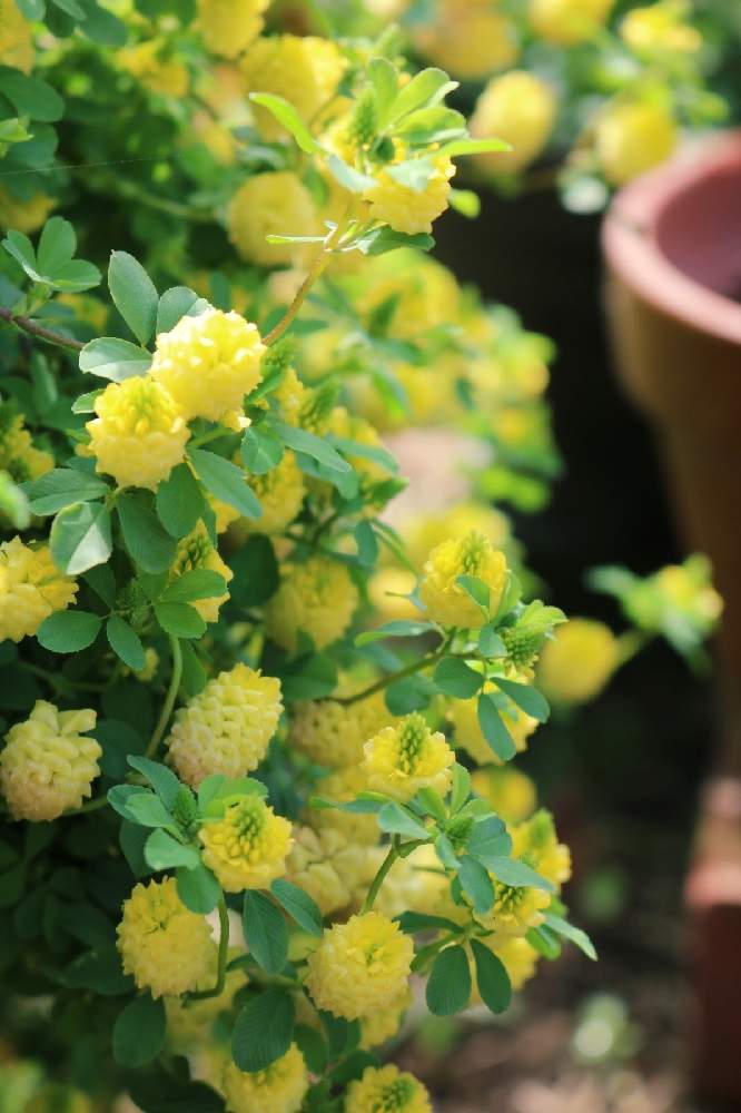 の画像 by ボブさん | 植物のある暮らしとクスダマ ツメグサとイエローハッピーと花のある暮らしとかわいいと癒される❣️