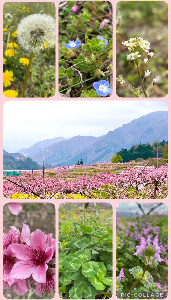 畑の画像 by eriさん | 畑と野の花と桃畑の中とおうち園芸と桃の花☆と花のある暮らしと山梨県と草花大好きと多肉初心者