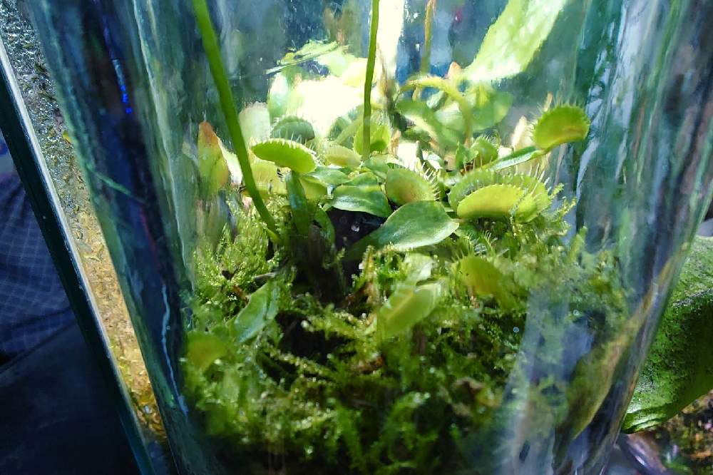 部屋の画像 by とと3さん | 部屋と植物のある暮らしと食虫植物とミストプランツと食虫植物 ハエトリソウと葉っぱとおうち園芸とパルダリウムと植中毒と珍奇植物とジメジメ系