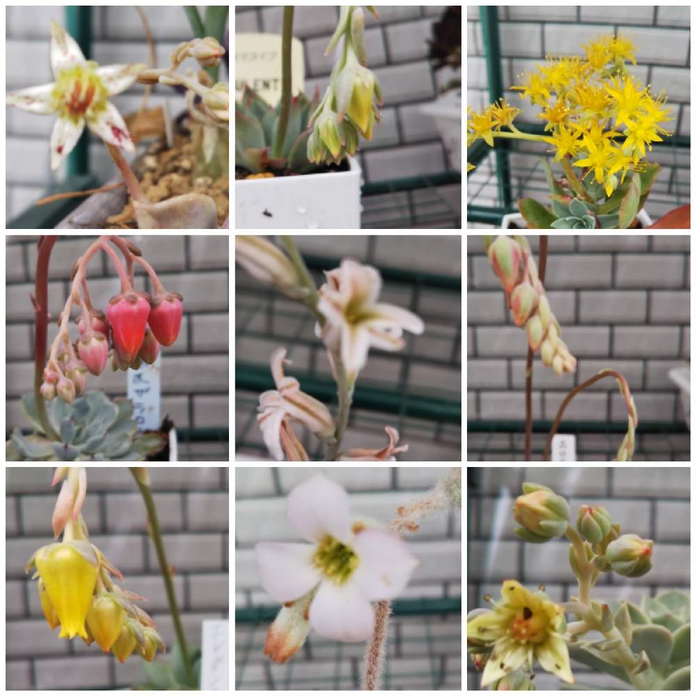 の画像 by まきさん | 多肉植物とキュンキュン乙女倶楽部と新型コロナウィルスに負けるなとおうちde菜園とキュンキュン乙女倶楽部No.244とおうち園芸とバラと夢CLUBとサボテン団地とポジティ部と花のある暮らしと種まきクラブとstay home