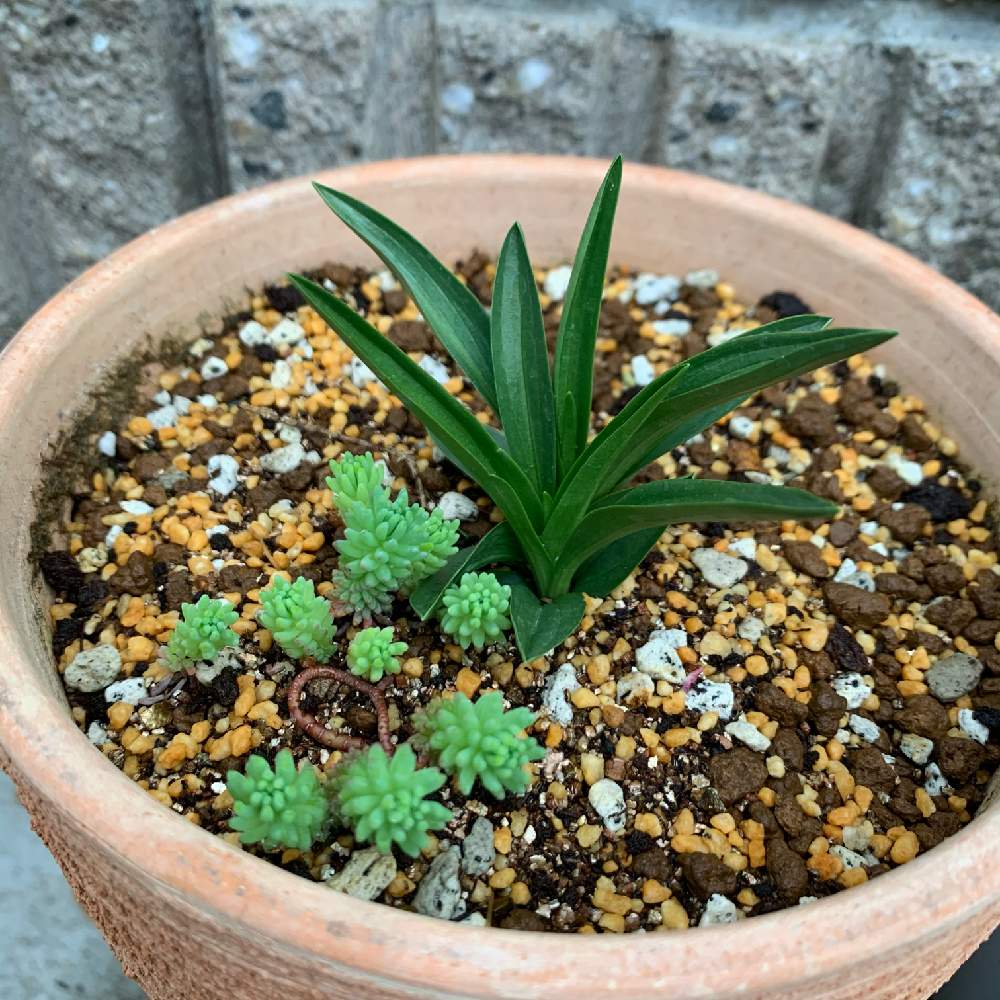 小さな庭の画像 by guchaさん | 小さな庭とネジバナとSpiranthes sinensis var.amoenaと魅惑の珍蘭奇蘭と魅惑の山野草*.*~