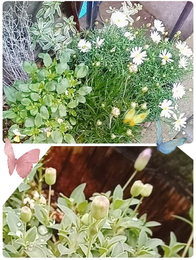 小さな庭の画像 by ポリィさん | 小さな庭と#余暇の楽しみ♪と#庭の花と#癒やしと#花のある生活と#昼間の風景とほっこりする瞬間と#咲いてると#花との楽しいひととき