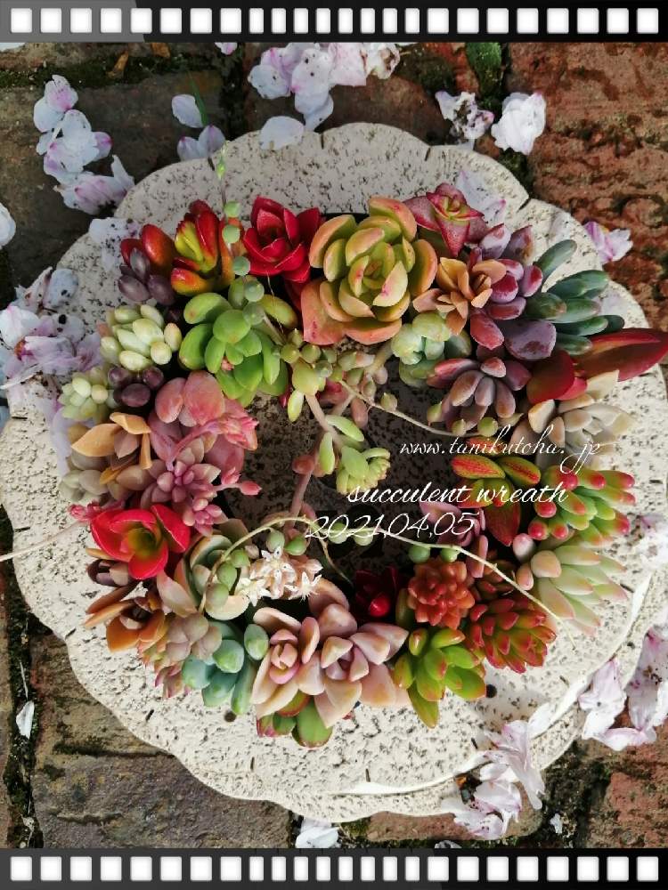 玄関の画像 by 株式会社多肉永遠さん | 玄関と多肉植物と結婚記念日と多肉永遠と多肉紅葉と寄せ植えと多肉植物寄せ植えと多肉屋と多肉のある暮らしと多肉永遠苗とおうち園芸と群馬タニラーと群馬県太田市と多肉リース寄せと多肉女子と通販多肉と多肉プレゼントと群馬県の多肉屋さんとクリスマスリースとsucculentと多肉植物 多肉の有るくらし