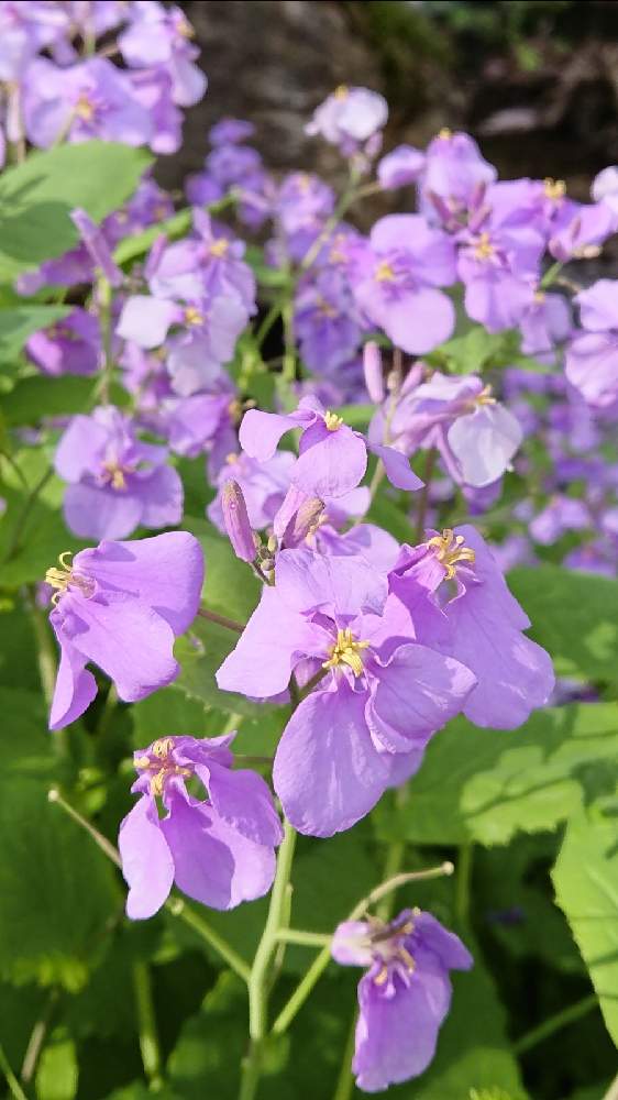 の画像 by 醜男さん | ムラサキハナナと紫花菜と諸葛菜とショカツサイと雑草と山野草と野草とスマホ撮影