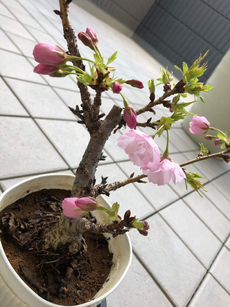 バルコニー/ベランダの画像 by 美婆さん | バルコニー/ベランダと一才桜 旭山と2年目