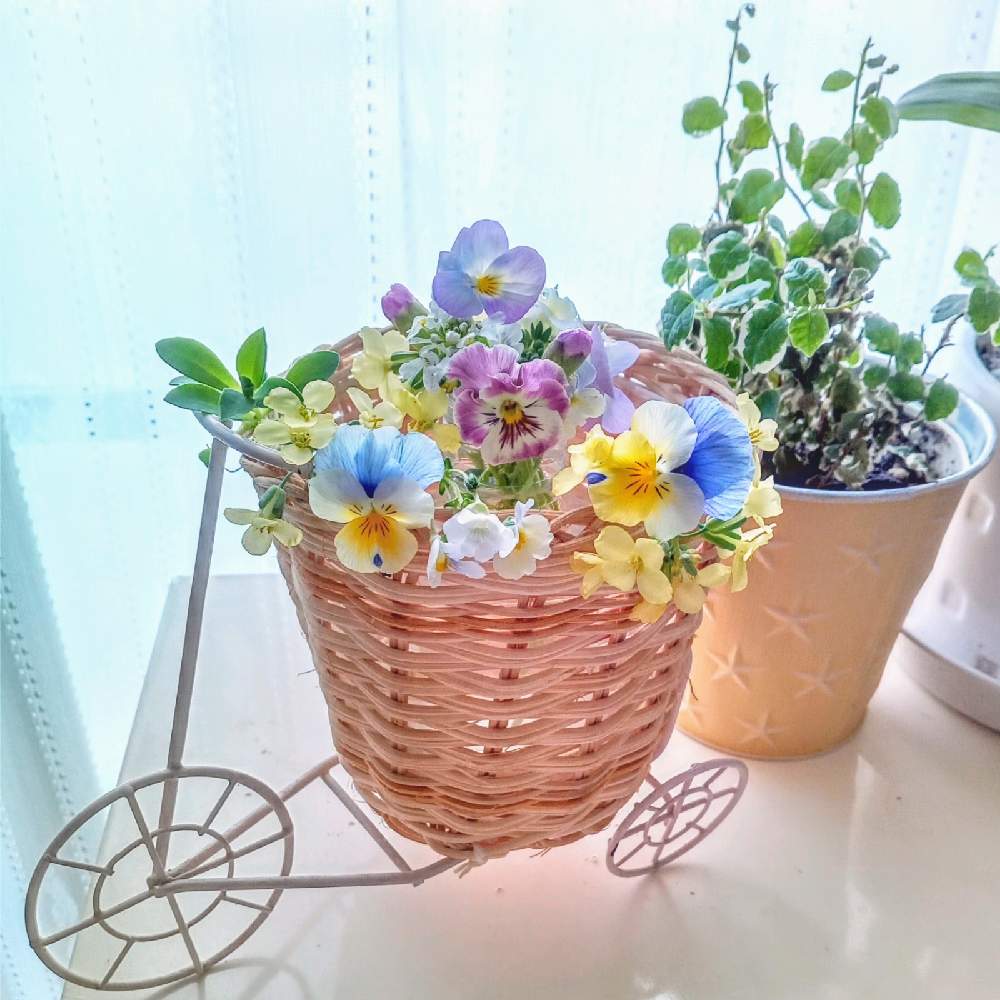 部屋の画像 by ポリィさん | 部屋と#庭の花と#癒やしと#花のある生活と暮らしに花をとほっこりする瞬間と可愛いと#咲いてると#花との楽しいひととき