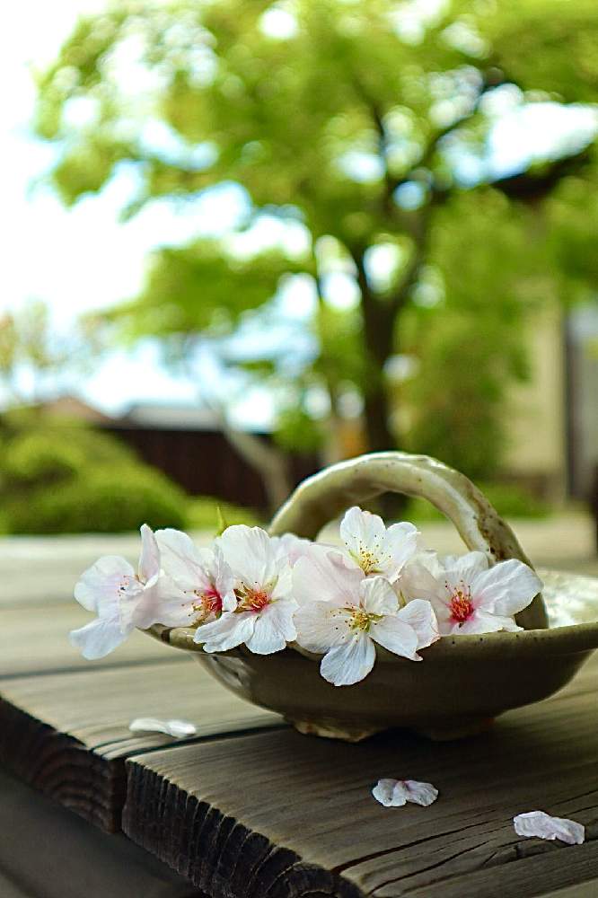 広い庭の画像 by こもひささん | 広い庭とサクラとモミジと青楓と 桜の花とモミジ♪と和の鉢と花を飾るとさくら 桜 サクラと桜の花♡と庭の木とさくらと『2021桜』フォトコンテスト