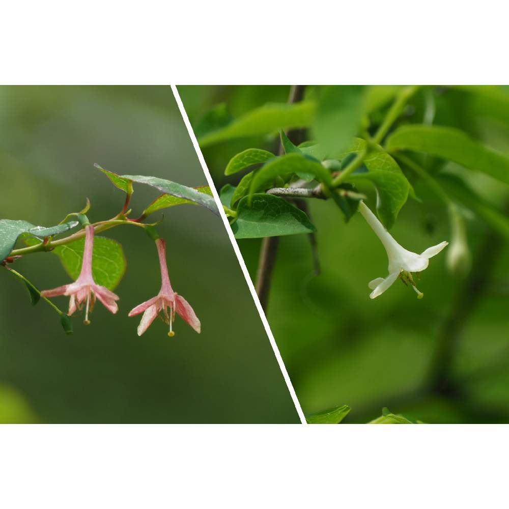 お出かけ先の画像 by 我楽多さん | お出かけ先とお散歩(花)と神奈川県自然環境保全センターとウグイスカグラとお散歩とOM-D E-M1ⅡとOLY ED-ED 300mm F4.0 PRO