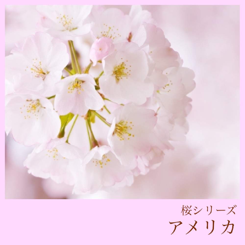 お出かけ先の画像 by 黝-ユウ-(´•௰W)♂コメ遅延さん | お出かけ先と桜 アメリカと桜図鑑シリーズと桜図鑑と黝の桜図鑑と花好きバンドマンと桜好きバンドマンと黝の図鑑シリーズと黝フォト