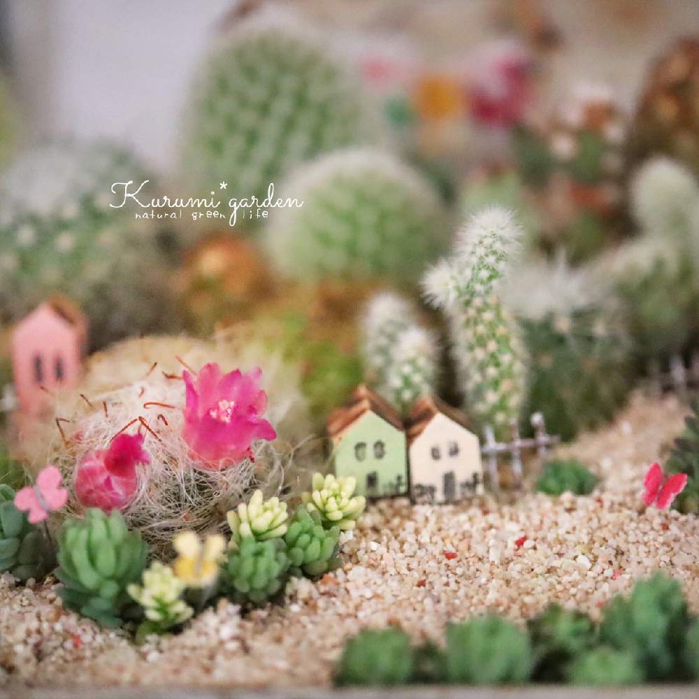デスクの画像 by くるみ*さん | デスクとセダム寄せとサボテン寄せ植えと箱庭と箱庭 サボテンとサボテン&セダムの箱庭とミニチュアガーデンとくるみガーデンの物語とミニチュア寄せ植えと多肉箱庭とミニチュア写真の世界展と多肉の寄せ植えと箱庭の世界とミニチュアとミニチュア写真の世界展2021とミニサボテン寄せ植えとジオラマとサボテン箱庭とサボテンの寄せ植えとサボテンのある暮らしとサボテンミニチュアガーデンとサボテンの箱庭と超ミニミニハウスと1000分の1サイズ