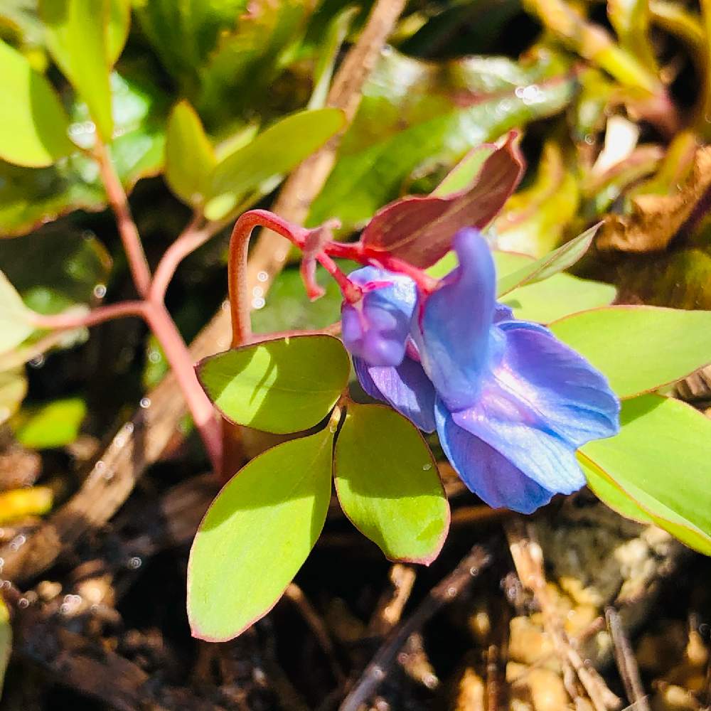 広い庭の画像 by ピオニーさん | 広い庭とエゾエンゴサクとたった今の写真とお花を愛でると山野草と私の癒しと春の訪れと山野草大好き協会と癒しの花と爽やかと元気の源と私の想いと花のある暮らしと北海道とお花好きの人と繋がりたいと春のお花と素敵な色合いと春の妖精