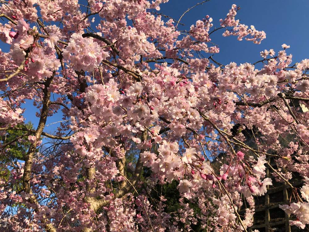 の画像 by 4匹の猫ママさん | 桜^_^と皆様に感謝します^_^と色合いが可愛いと仙台市青葉区界隈と皆様いつも有り難う^_^