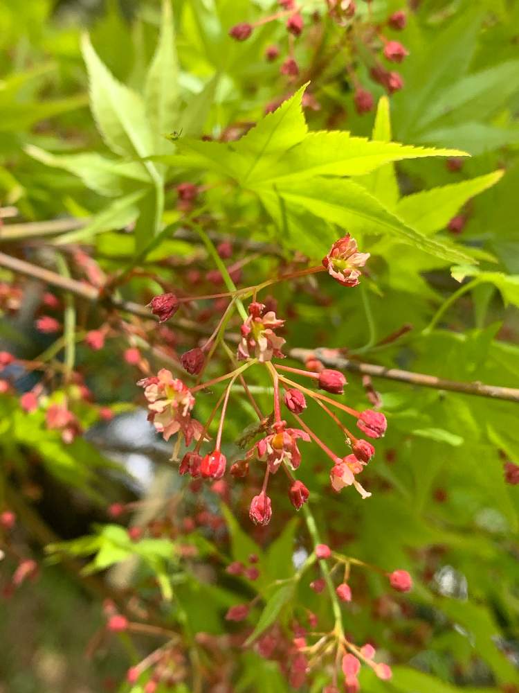 お出かけ先の画像 by ざっき~さん | お出かけ先とイロハモミジの花と春のお花と野草と山道と山野草と春の訪れと初春と花のある暮らしと山肌