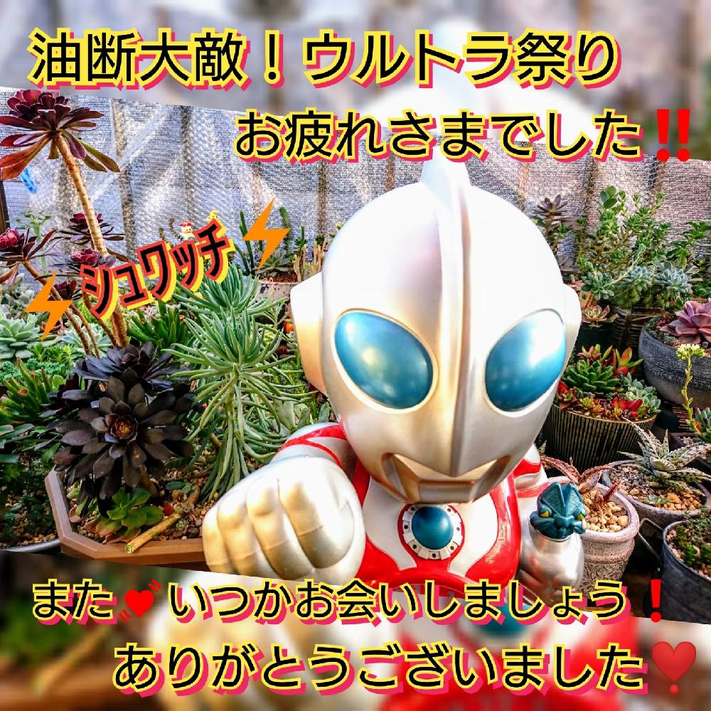 バルコニー/ベランダの画像 by のりっぺさん | バルコニー/ベランダとアエオニウム カシミヤバイオレットとアエオニウム 黒法師とセネシオ 美空の鉾とアロエ ブリザードとアロエ ピンクブラッシュとウルトラマン&バルタンと今を乗切るぞ!と油断大敵!ウルトラ祭りと多肉ちゃん初心者と楽しい園芸o(^o^)oとバルコニストと春よ~来い♥️