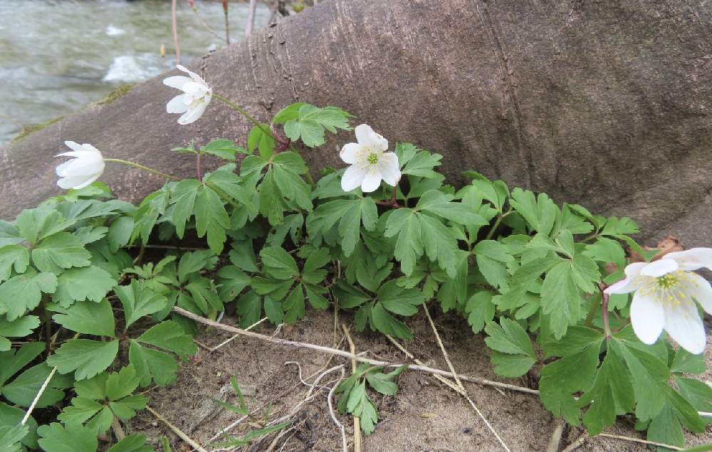 お出かけ先の画像 by MomoScotlandさん | お出かけ先とAnemone nemorosa 、ヤブイチゲとウッドアネモネと野山草とお散歩道とイギリスとスコットランドとチーム海外とwild flower