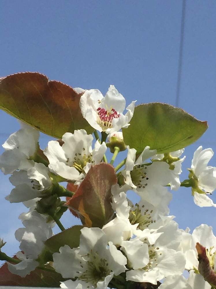 お出かけ先の画像 by さっちゃんさん | お出かけ先と梨の花とナシと青空に映えて