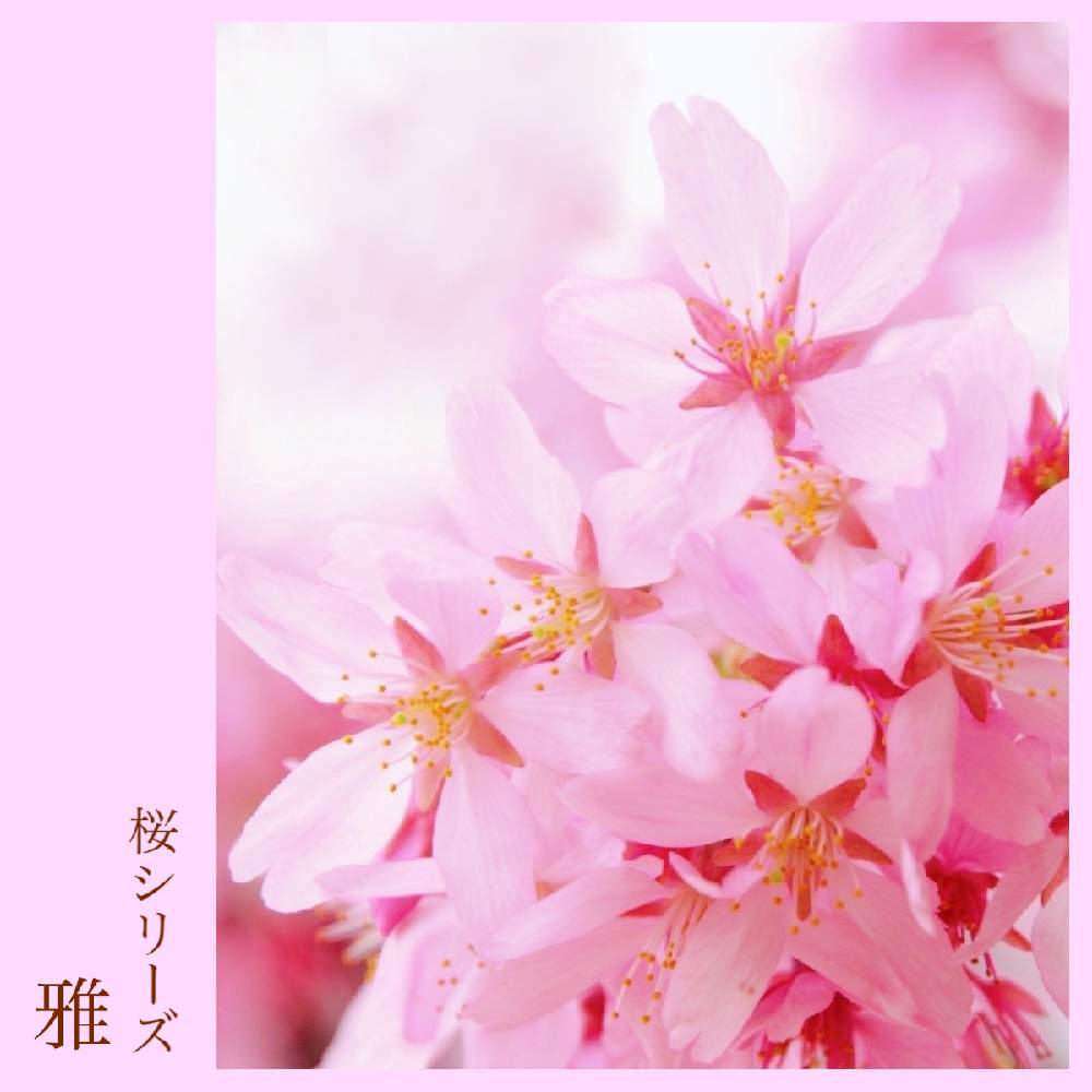 お出かけ先の画像 by 黝-ユウ-(´•௰W)♂救急から帰還さん | お出かけ先と桜図鑑シリーズと桜 雅(プリンセス雅)と桜図鑑と黝の桜図鑑と花好きバンドマンと桜好きバンドマンとピンクの花と黝の図鑑シリーズと黝フォト