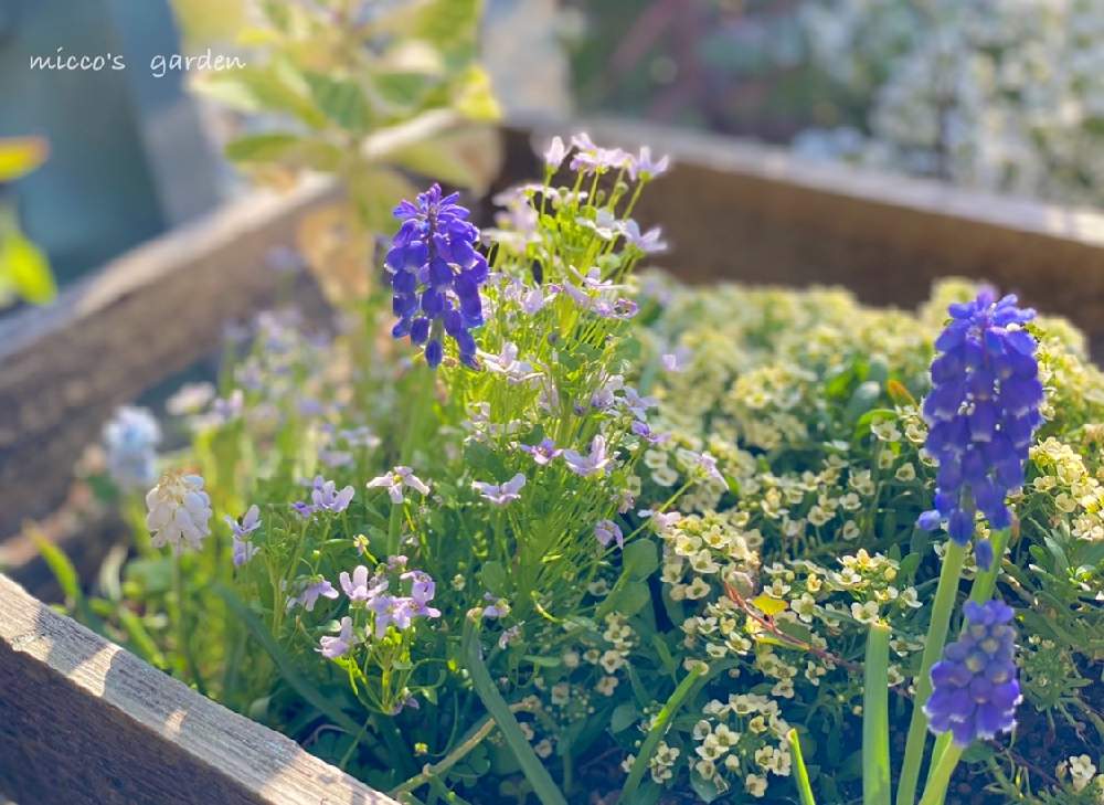 小さな庭の画像 by miccoஐ♡さん | 小さな庭とムスカリと『秋植え球根2021』フォトコンテストと緑ある暮らしとお花大好き♡と ムスカリと小花会と木箱とマイガーデンと心ほっこりと庭づくりとグリーン大好きとガーデニングと花のある暮らしとGS皆様ありがとうとお花とグリーンある暮らしといやし♪と日本を元気に♡