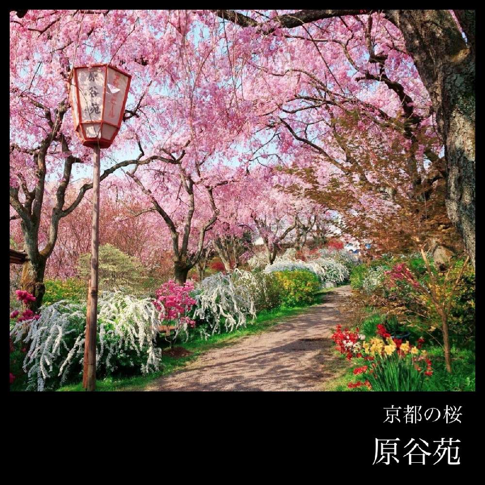 お出かけ先の画像 by 黝-ユウ-(´•௰W)♂秋の花粉症突入さん | お出かけ先とユキヤナギと八重紅枝垂と桜 八重紅枝垂と桜図鑑と黝の桜図鑑と京都の桜と花好きバンドマンと桜好きバンドマン