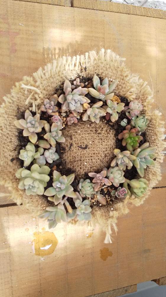 の画像 by みんぽぽさん | 多肉植物と多肉植物のある暮らしとタニ友募集と多肉女子と花のある暮らしと多肉寄せ植えと多肉初心者