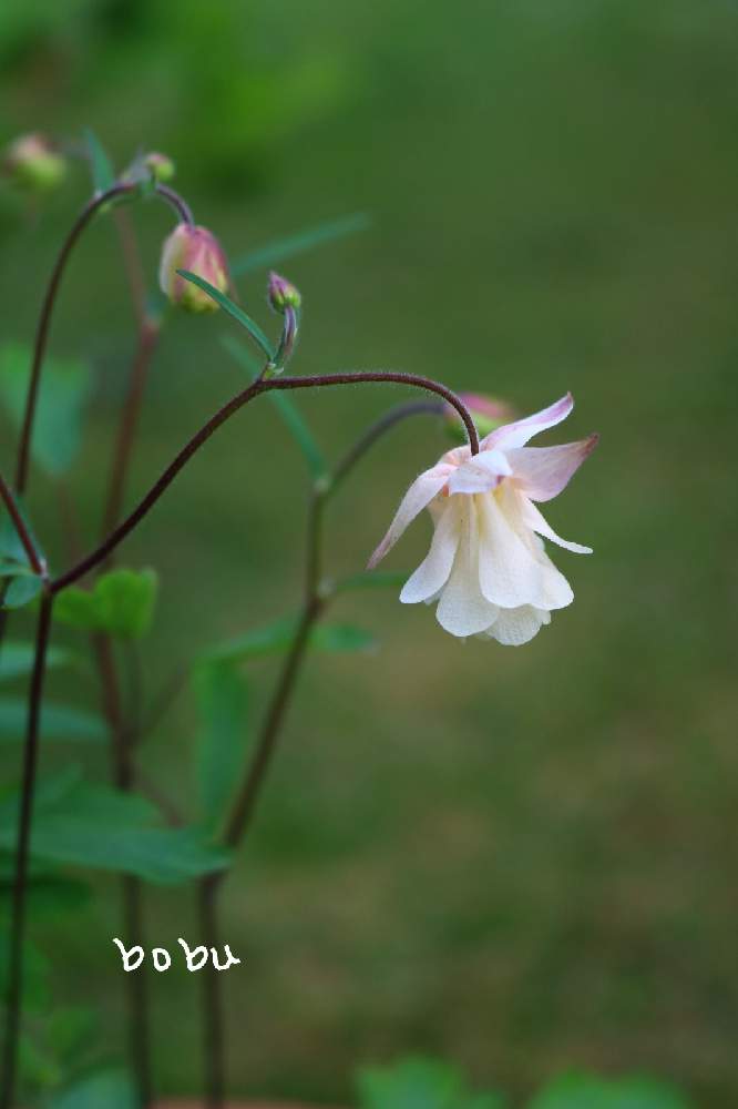 の画像 by ボブさん | 風鈴オダマキ八重と植物のある暮らしと咲いたよと花のある暮らしとかわいいと癒される❣️