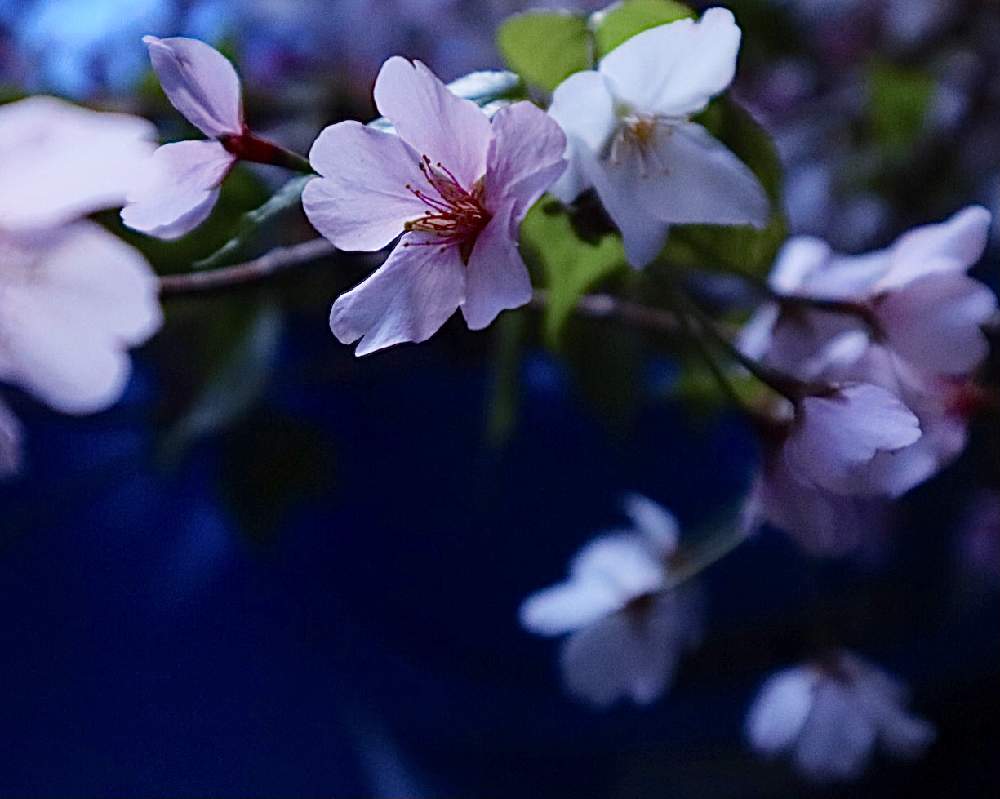 部屋の画像 by こもひささん | 部屋とサクラシベと桜の木☆と 桜の花とさくら 桜 サクラと桜さくらサクラと桜の季節と桜の花♡とさくらと『2021桜』フォトコンテスト