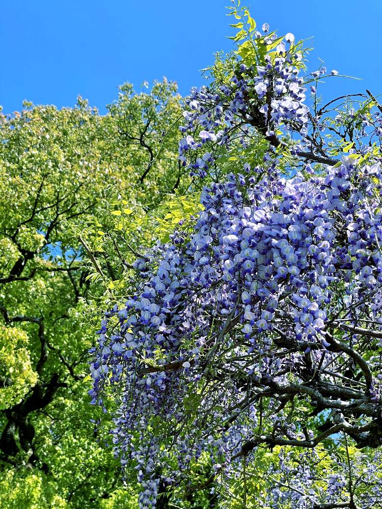 お出かけ先の画像 by Kazyanさん | お出かけ先と紫藤と楠の木と藤の花 宮崎神宮 和堂と藤の花シリーズ 和堂と宮崎神宮杜の風景 和堂と宮崎市観光地と宮崎市内と花言葉シリーズ 和堂