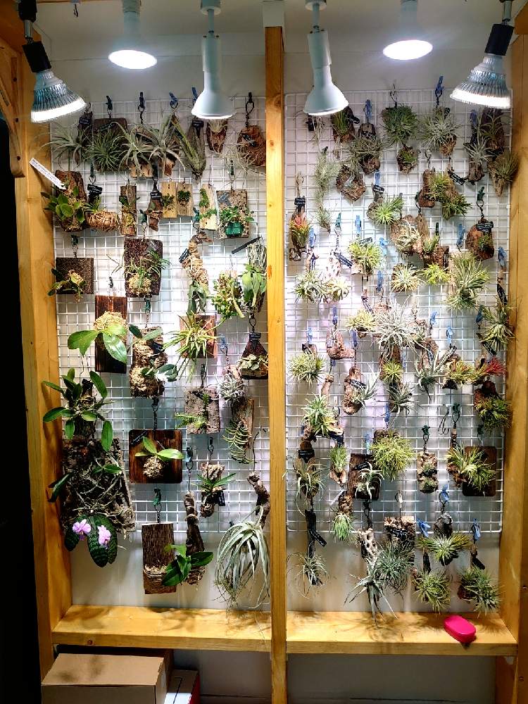 部屋の画像 by ちょこぼっさん | 部屋とチランジア 各種と着生蘭 各種と着生植物と室内植物ラックDIYと芳香種と洋蘭と原種と普及種と希少種と交配種とえせボタニストと植中毒と複茎種とイオナンタ万歳同盟( ゚∀゚)人(゚∀゚ )と着生蘭と植物用LEDと単茎種と花のある暮らしと熱帯植物とチランジア中毒者とエアープランツ/チランジア