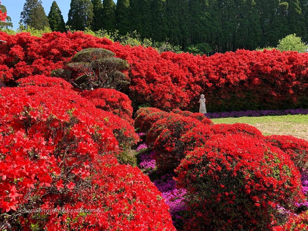 の画像 by 花と虫と風と空とさん | 芝桜とキリシマツツジと身長157cmのワタシ⁉︎と里山大好き協会と花と虫とと風と空と