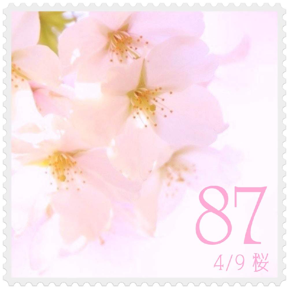 の画像 by 黝-ユウ-(´•௰W)♂秋の花粉症突入さん | 誕生花Seriesと桜 霞桜と誕生花と誕生花切手シリーズと桜図鑑と黝の桜図鑑と花好きバンドマンと桜好きバンドマン