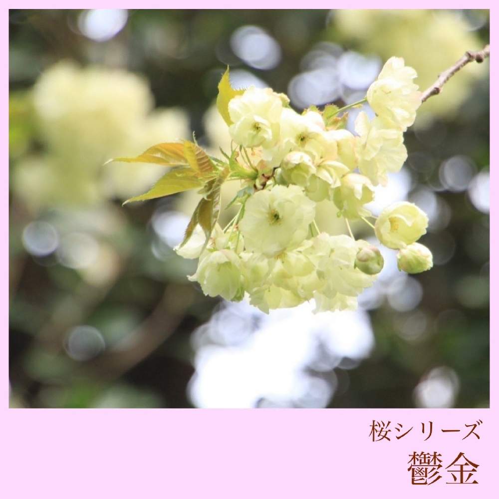 お出かけ先の画像 by 黝-ユウ-(´•௰W)♂体調不良執筆再開さん | お出かけ先と桜図鑑シリーズと桜 鬱金と黄桜好きと桜図鑑と黝の桜図鑑と花好きバンドマンと桜好きバンドマン