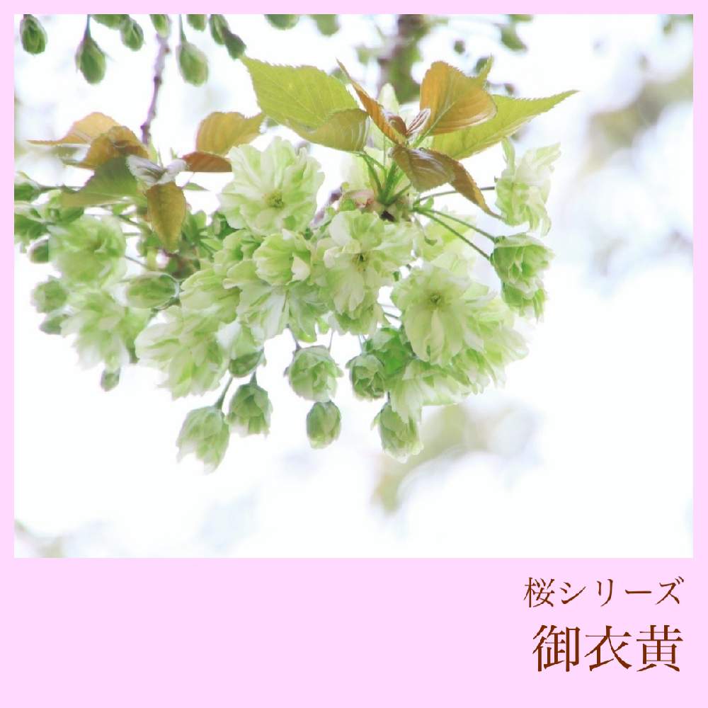 お出かけ先の画像 by 黝-ユウ-(´•௰W)♂シャニライイベ爆走コメ遅延さん | お出かけ先と桜 御衣黄と桜図鑑シリーズと黄桜好きと桜図鑑と黝の桜図鑑と花好きバンドマンと桜好きバンドマン