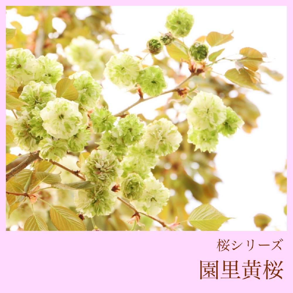 お出かけ先の画像 by 黝-ユウ-(´•௰W)♂秋の花粉症突入さん | お出かけ先と桜図鑑シリーズと桜 園里黄桜と黄桜好きと桜図鑑と黝の桜図鑑と花好きバンドマンと桜好きバンドマンと黝の図鑑シリーズ