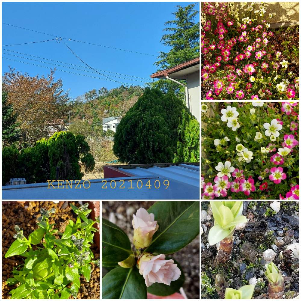小さな庭の画像 by Farmers Plant Seedsさん | 小さな庭と秋蒔きと植物のある暮らしと植物の越冬と山野草と植え付けとおうち園芸と庭のある暮らしと季節の変わり目と花好きと花のある暮らしと春夏秋冬と暮らしの仲間たちと高山植物類